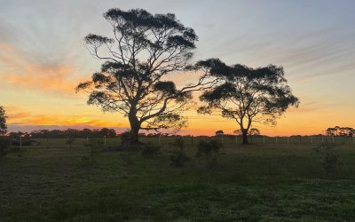 Nature and Connection: Why Guests Love Coastal Tiny Home Escapes