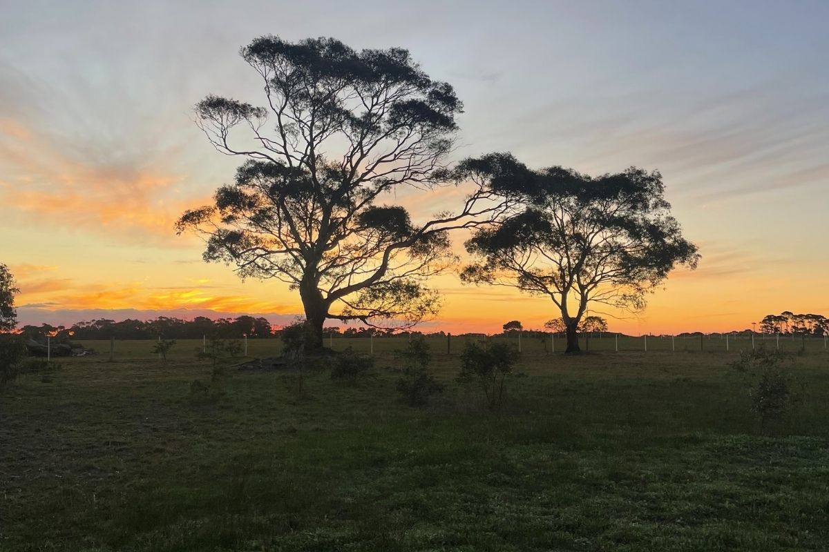 Sunset over a rural Victorian landscape with a large gum tree perfect for a tiny home on wheels coastal escape